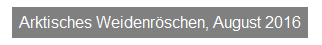 Textfeld: Arktisches Weidenr�schen, August 2016

