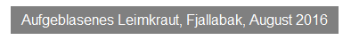 Textfeld: Aufgeblasenes Leimkraut, Fjallabak, August 2016
