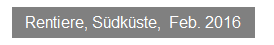 Textfeld: Rentiere, S�dk�ste,&nbsp; Feb. 2016
