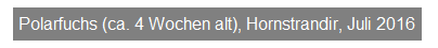 Textfeld: Polarfuchs (ca. 4 Wochen alt), Hornstrandir, Juli 2016
