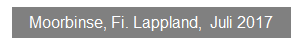 Textfeld: Moorbinse, Fi. Lappland,&nbsp; Juli 2017
